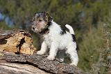 FOX TERRIER 420